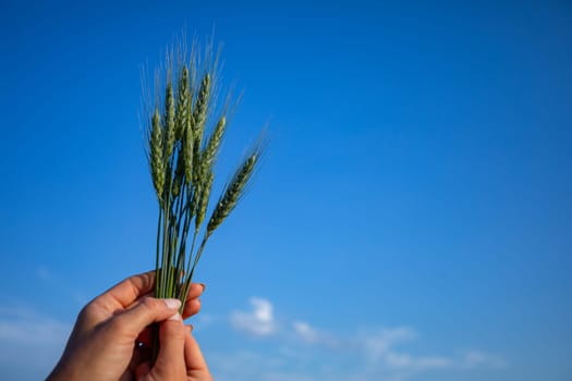 A hand gently holds a large bunch of wheat grains under a clear blue sky, perfectly symbolizing nature and agriculture