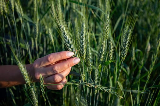 A closeup view of a hand carefully examining ripe wheat plants thriving in a vibrant field under warm natural light