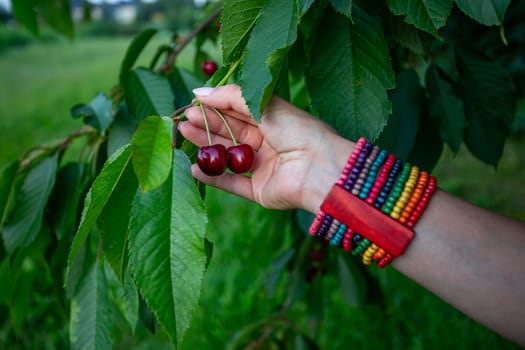 An outstretched hand holds ripe cherries among lush green leaves, showcasing natures abundant bounty