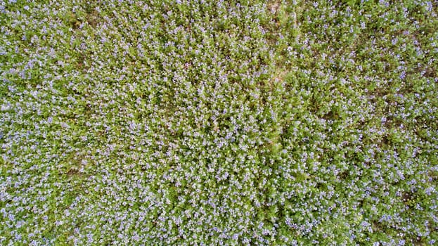 Stunning aerial capture of a vast field covered with vibrant lavender flowers, showcasing the beauty and tranquility of nature from above.