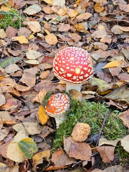 a lone fly agaric with a red spotted hat on a blurry autumn forest background., Fly agaric - Amantia muscaria , A colorful mushroom among fallen leaves. High quality photo