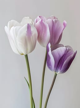 Close-up of white and purple tulip flowers, showcasing natural beauty and elegance.
