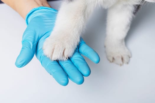 Close-up of a veterinarian wearing blue gloves holding a husky puppy's paw on a white surface against a light blue background. The focus is on the hand and paw interaction.