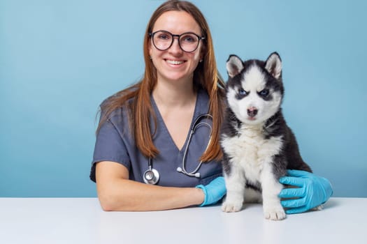 Veterinarian smiling while holding a husky puppy on a table in a clinic setting with a light blue background. The puppy is alert, and the vet wears gloves and a stethoscope.