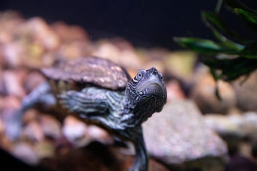 A close-up shot of a turtle swimming leisurely in an aquarium. The detailed patterns on its shell and skin are visible, creating a serene and natural ambiance.