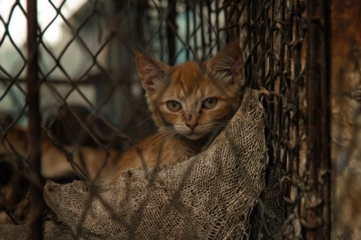 A young emaciated ginger cat huddles in a corner, showcasing vulnerability and resilience. The image reveals the intricate textures of its fur and surrounding environment.