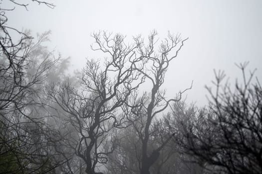 A foggy forest with bare trees, creating a mysterious and eerie atmosphere near Bromo mountain, Indonesia.