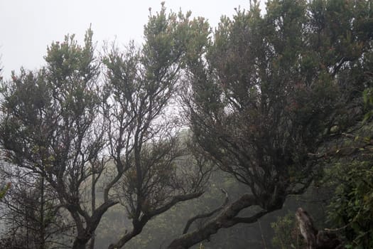 A foggy forest with bare trees, creating a mysterious and eerie atmosphere near Bromo mountain, Indonesia.