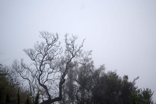 A foggy forest with bare trees, creating a mysterious and eerie atmosphere near Bromo mountain, Indonesia.