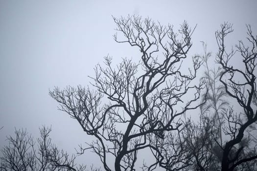 A foggy forest with bare trees, creating a mysterious and eerie atmosphere near Bromo mountain, Indonesia.