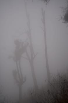 A foggy forest with bare trees, creating a mysterious and eerie atmosphere near Bromo mountain, Indonesia.