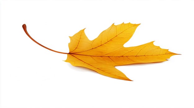 Single yellow leaf is lying flat on a white background