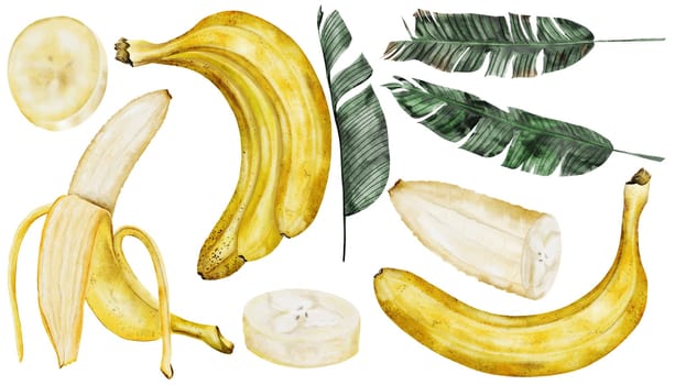 Banana set watercolor. Hand drawn ripe tropical fruit with leaves. Clip art isolated on white background realistic exotic plant. Ideal for designing menus, price tags, labels and packaging of natural cosmetics. High quality photo