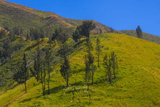 A picturesque view of rolling hills covered in lush green grass and dotted with scattered trees. The sky is a brilliant blue, creating a striking contrast with the vibrant landscape near Bromo, East Java.