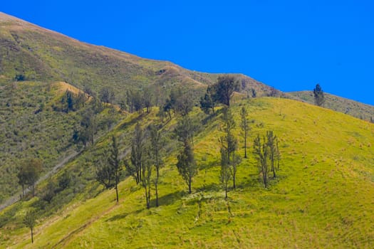 A picturesque view of rolling hills covered in lush green grass and dotted with scattered trees. The sky is a brilliant blue, creating a striking contrast with the vibrant landscape near Bromo, East Java.