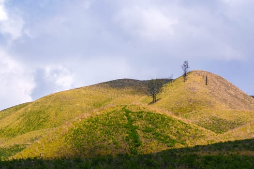 A picturesque view of rolling hills covered in lush green grass and dotted with scattered trees. The landscape stretches towards a distant horizon under a clear blue sky near Bromo, Indonesia