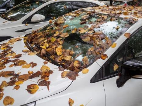 Cremona, Lombardy, Italy October 15th 2024 Dry yellow and brown autumn leaves covering white car windshield and hood after strong wind or rain, parked near other cars