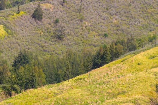 A picturesque view of rolling hills covered in lush green grass and dotted with scattered trees. The landscape stretches towards a distant horizon under a clear blue sky near Bromo, Indonesia