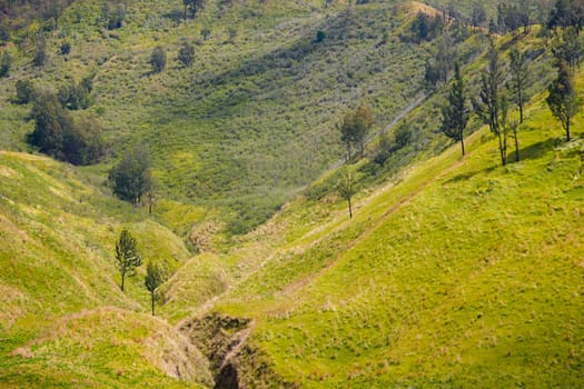 A picturesque view of rolling hills covered in lush green grass and dotted with scattered trees. The landscape stretches towards a distant horizon under a clear blue sky near Bromo, Indonesia