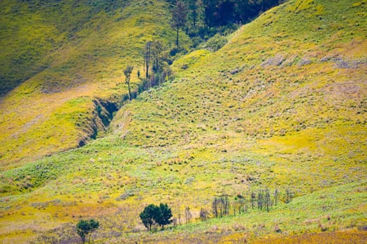 A picturesque view of rolling hills covered in lush green grass and dotted with scattered trees. The landscape stretches towards a distant horizon under a clear blue sky near Bromo, Indonesia