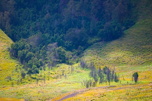 A picturesque view of rolling hills covered in lush green grass and dotted with scattered trees. The landscape stretches towards a distant horizon under a clear blue sky near Bromo, Indonesia