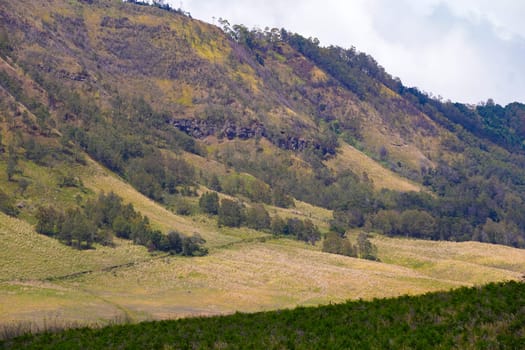 A scenic view of rolling hills covered with lush green vegetation and scattered trees, under a cloudy sky near Bromo, Indonesia