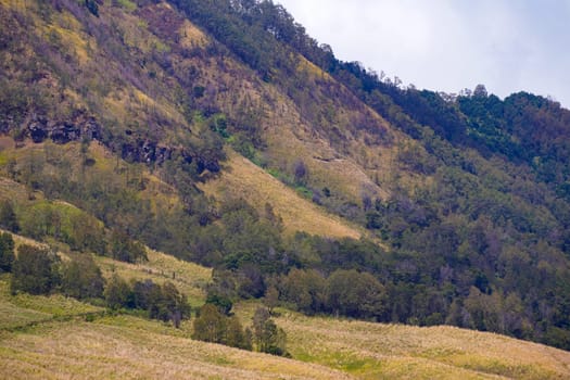 A scenic view of rolling hills covered with lush green vegetation and scattered trees, under a cloudy sky near Bromo, Indonesia