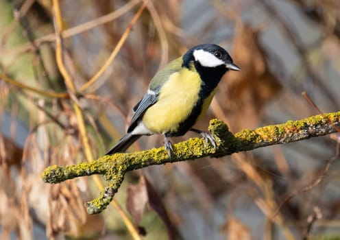 Great Tit On Branch Perches Peacefully