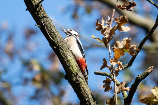 Great Spotted Woodpecker On Tree Showcases Nature'S Vibrant Beauty
