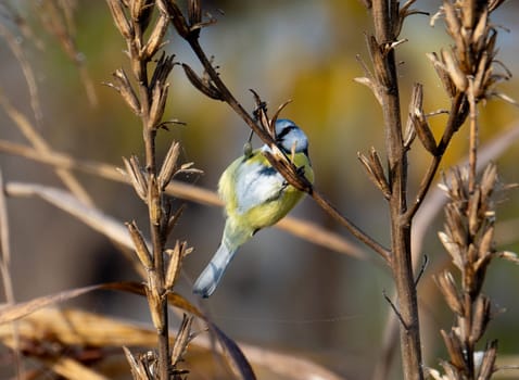 Blue Tit Perches On Tree