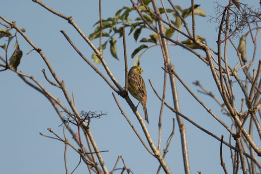 Yellowhammer On Tree Is A Common Sight