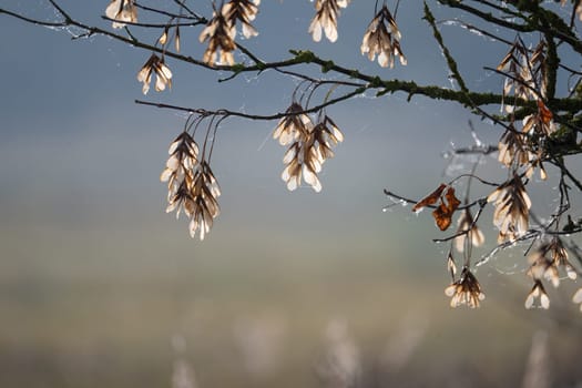 Ash Branches With Seeds Sway Gently In Soft Morning Breeze