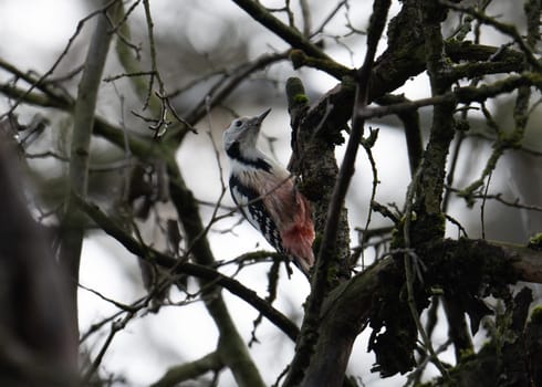 Great Spotted Woodpecker On Tree Showcases Nature'S Vibrant Beauty