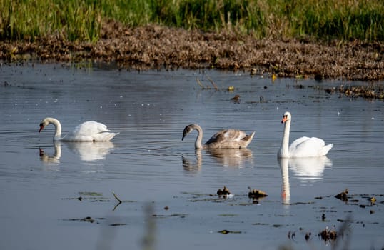 Family Swan Dipper In Lake Paints Serene Picture Of Nature'S Harmony