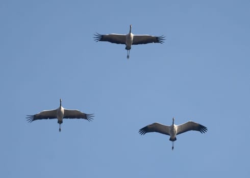 Three Mute Swans, Shipun In Flight, Grace Sky'S Backdrop
