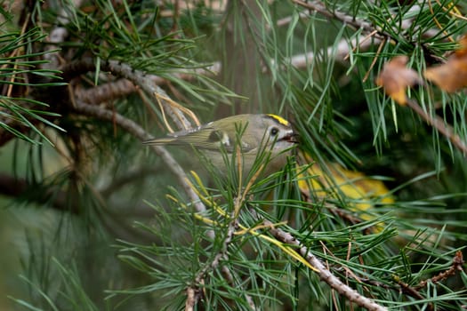 Cute Goldcrest Perches On Tree
