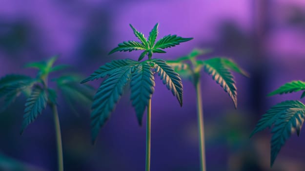 Cannabis plant growing under purple led lights in a legal indoor farm