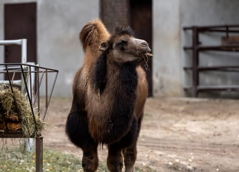 Bactrian Camels On Farm Exhibit Unique Beauty With Their Two Humps
