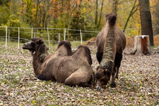 Bactrian Camels Enjoy Life On Farm