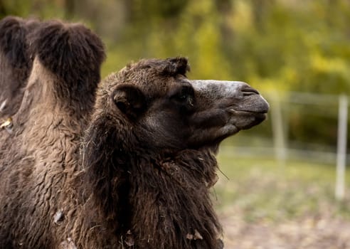 Close-Up Portrait Captures Majestic Two-Humped Camel In Detail