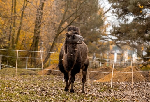 Bactrian Camels Stand Against Backdrop Of Trees In Autumn
