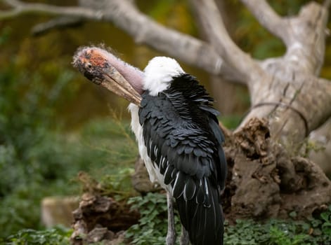 Marabou Stork Stands Against Autumn Trees Backdrop