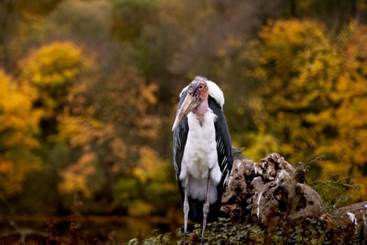 Marabou Stork Stands Against Autumn Trees Backdrop