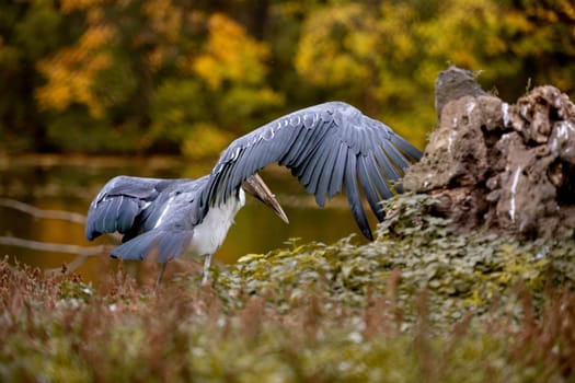 Stork Marabou Stands Near Lake In Autumn
