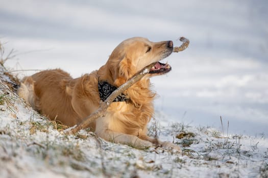 Golden Retriever Dog Gnaws On A Stick In A Snowy Winter Park