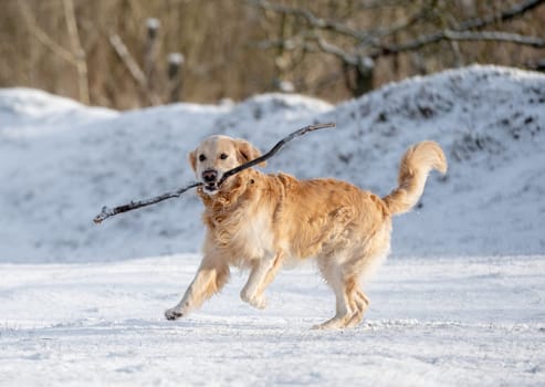 Golden Retriever Runs With Stick Through Snowy Winter Park