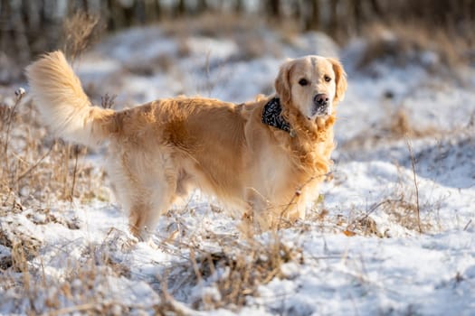 Golden Retriever Stands Tall In A Winter Park