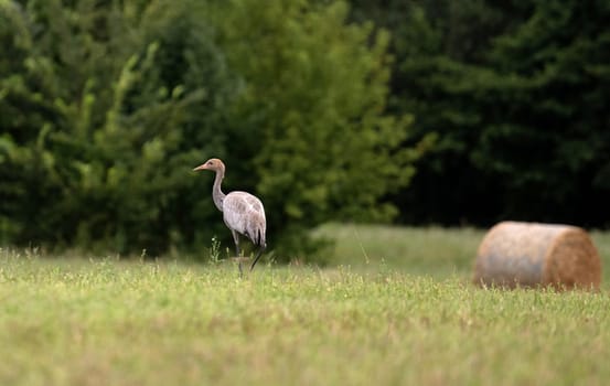 Grey Crane Chick In Field Stands Tall, Observing Surroundings With Curiosity