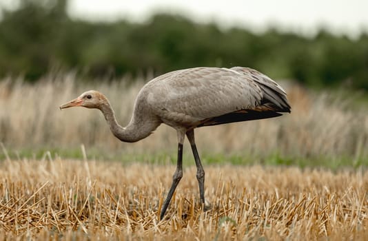 Grey Crane Chick In Field Stands Tall, Observing Surroundings With Curiosity