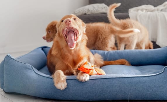Toller Dog With Puppies And Bright Toy Duck In Blue Bed Is A Nova Scotia Duck Tolling Retriever